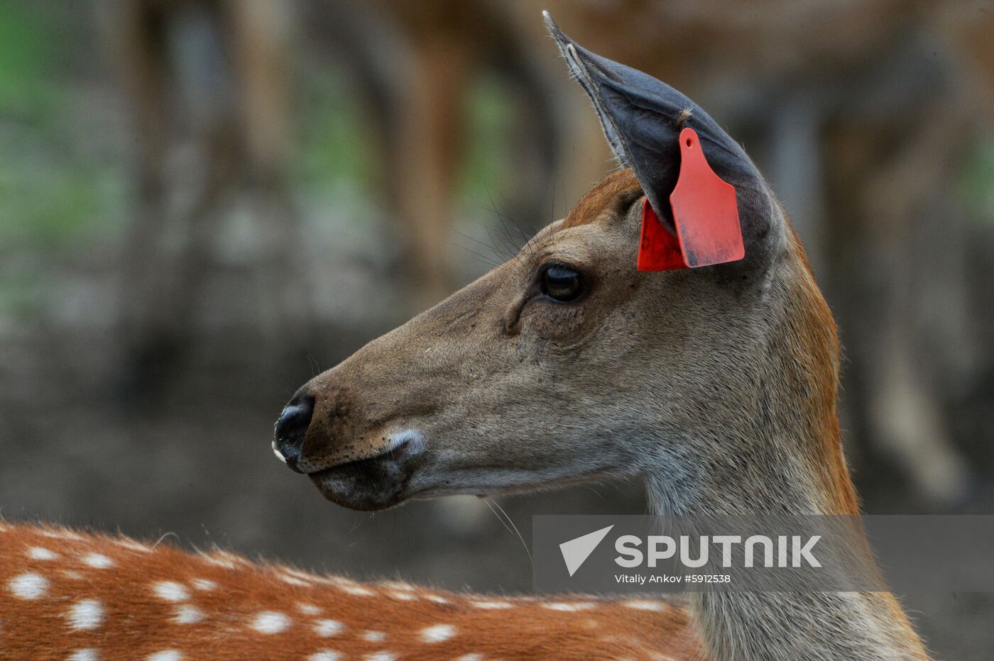 Russia Deer