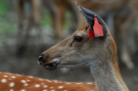 Russia Deer