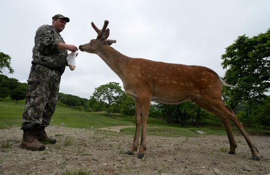 Russia Deer