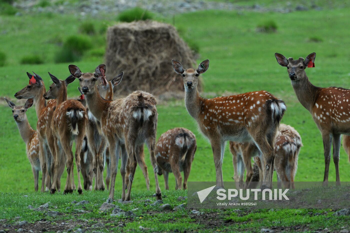 Russia Deer