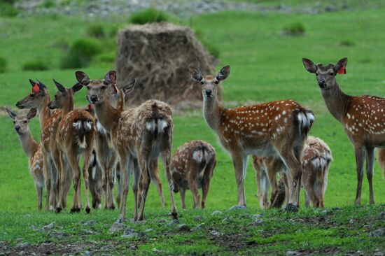 Russia Deer