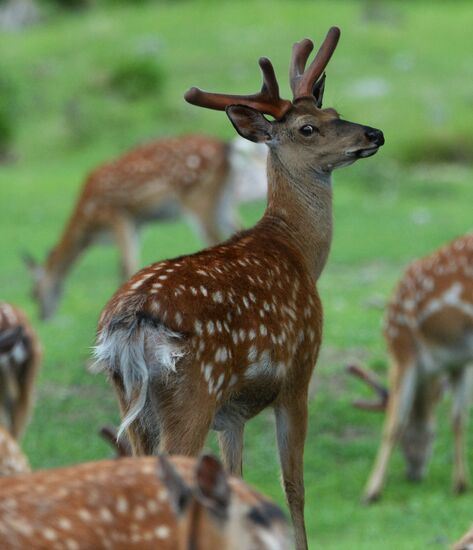 Russia Deer