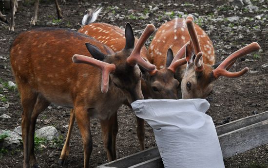 Russia Deer