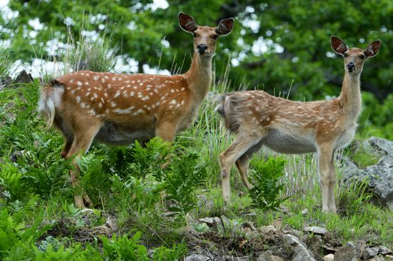 Russia Deer
