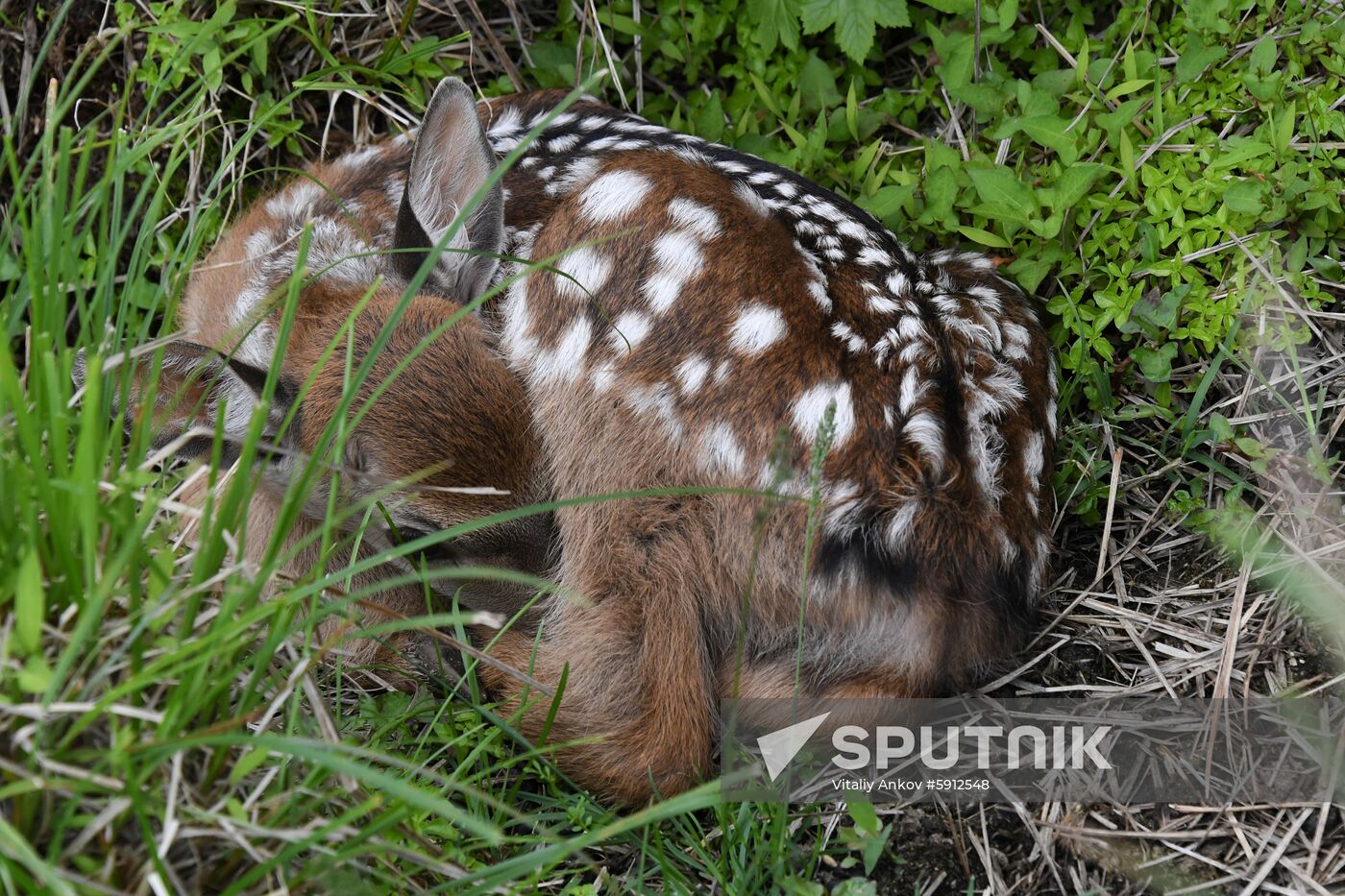 Russia Deer