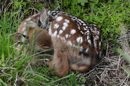 Russia Deer