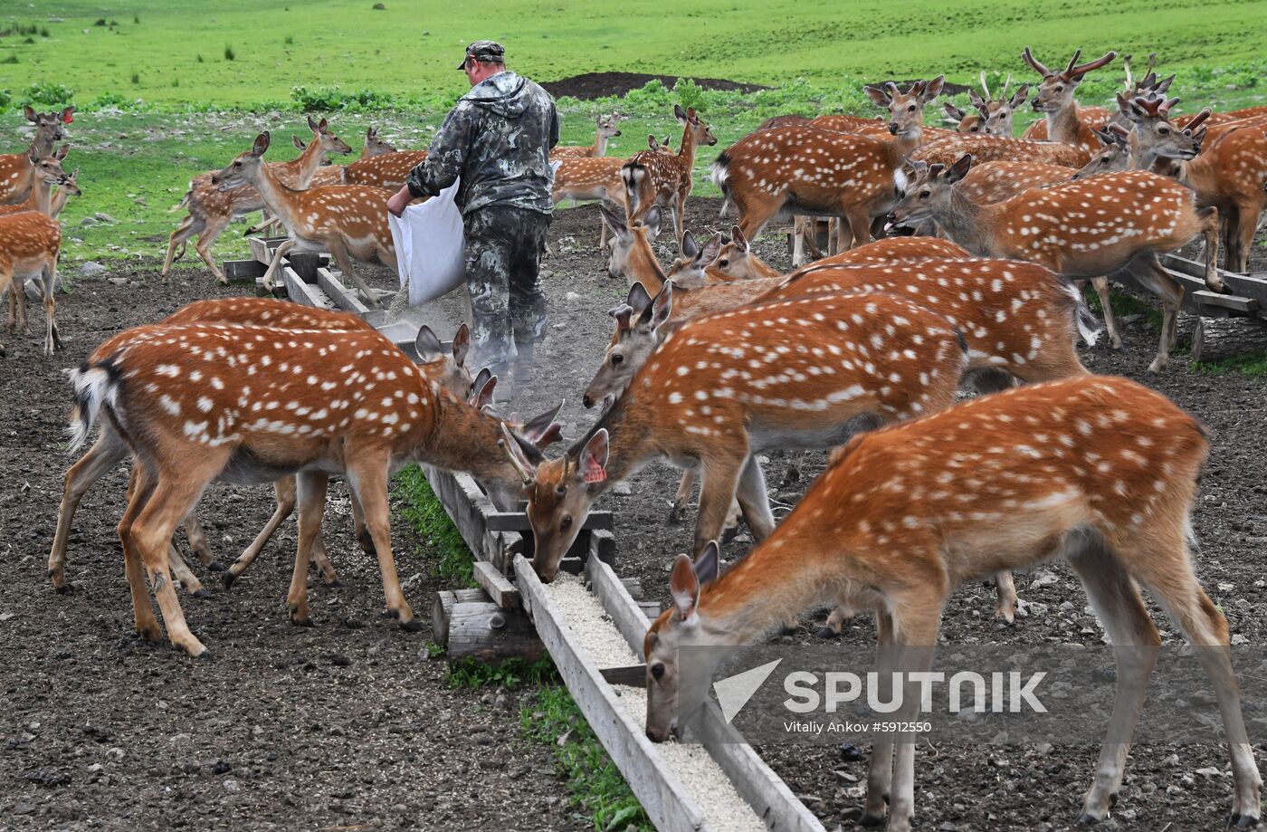 Russia Deer