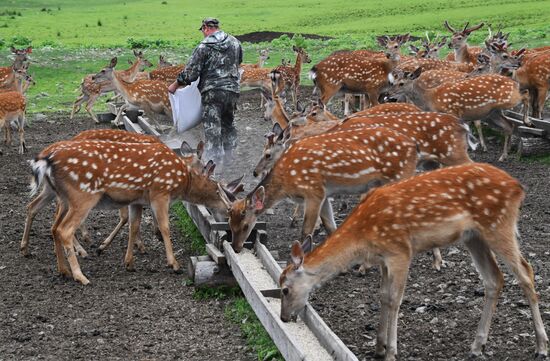Russia Deer