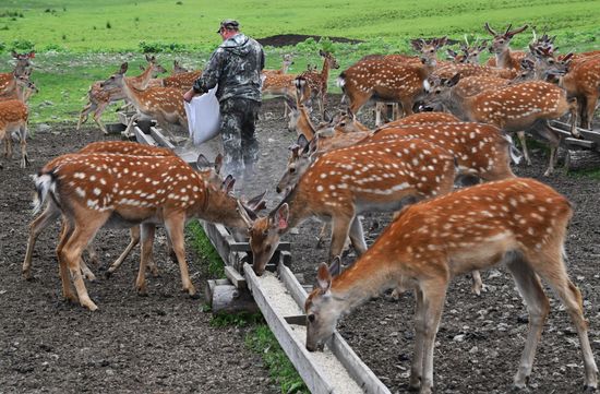 Russia Deer