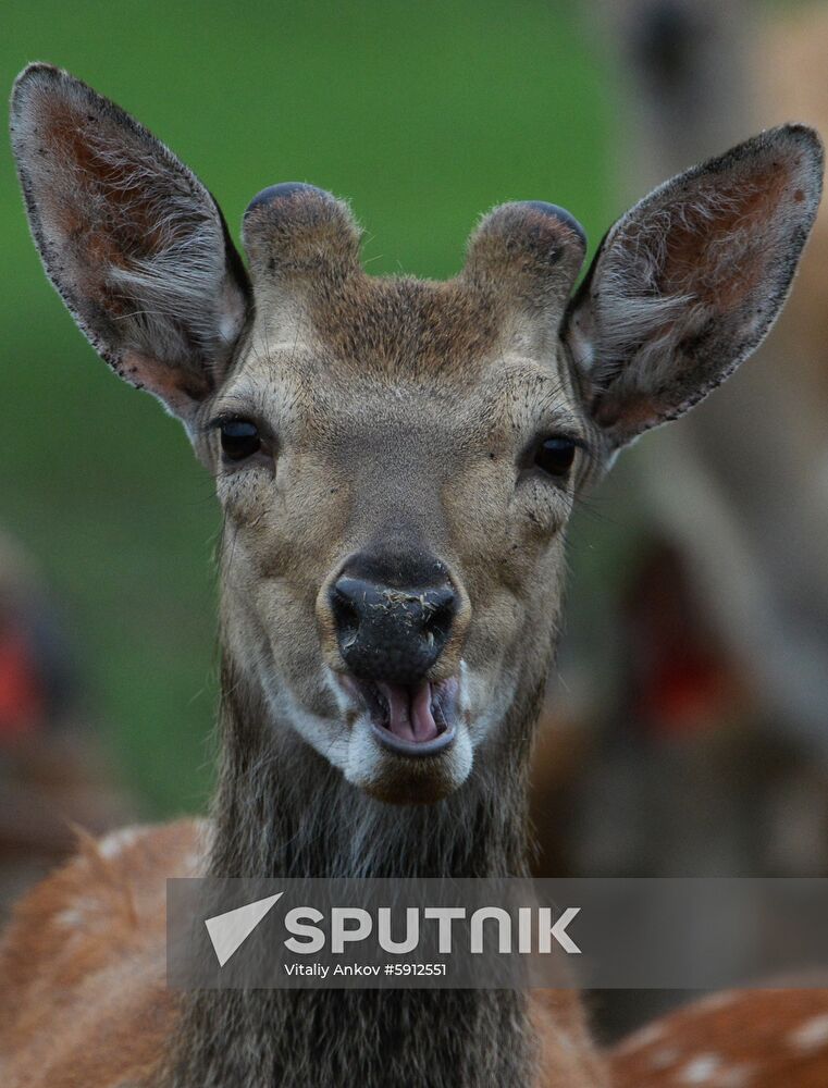 Russia Deer