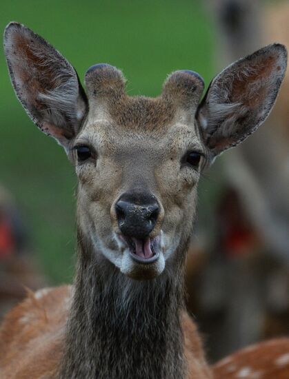Russia Deer