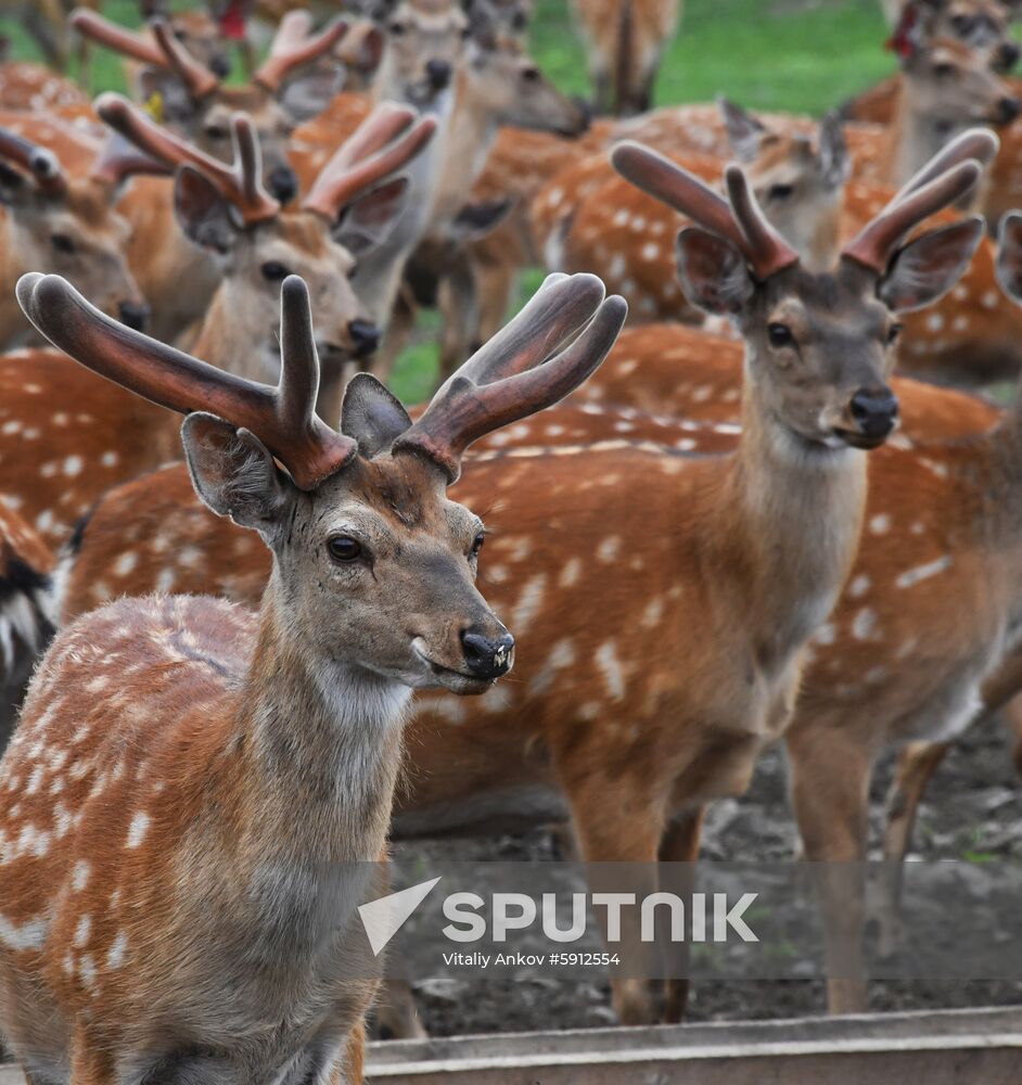 Russia Deer
