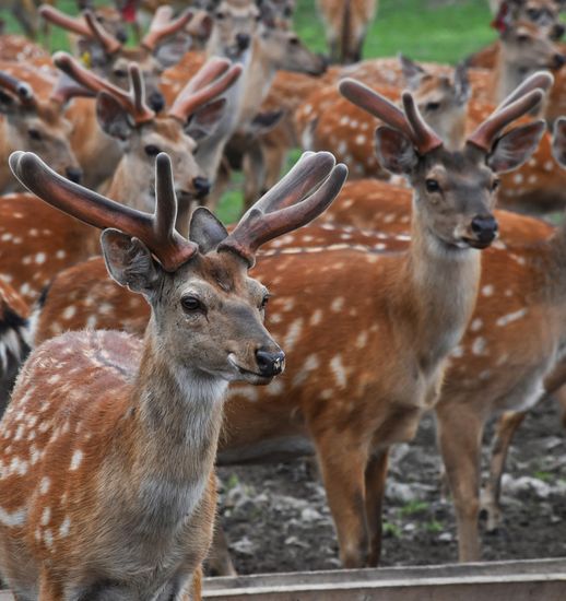 Russia Deer