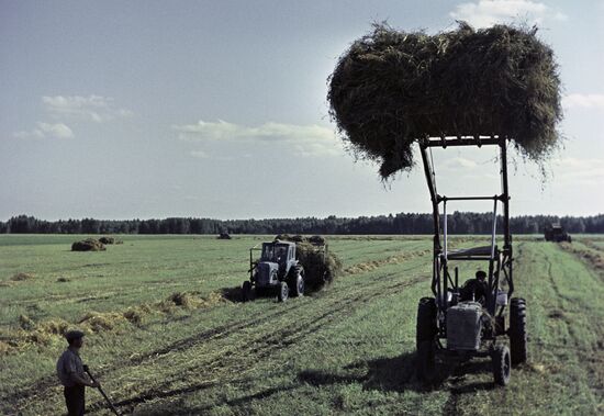 Stacking hay at Zavety Ilyicha (Lenin's Behests) collective farm