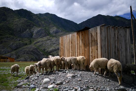 Russia Altai