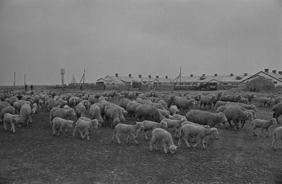 Lenin collective farm in Daghestan