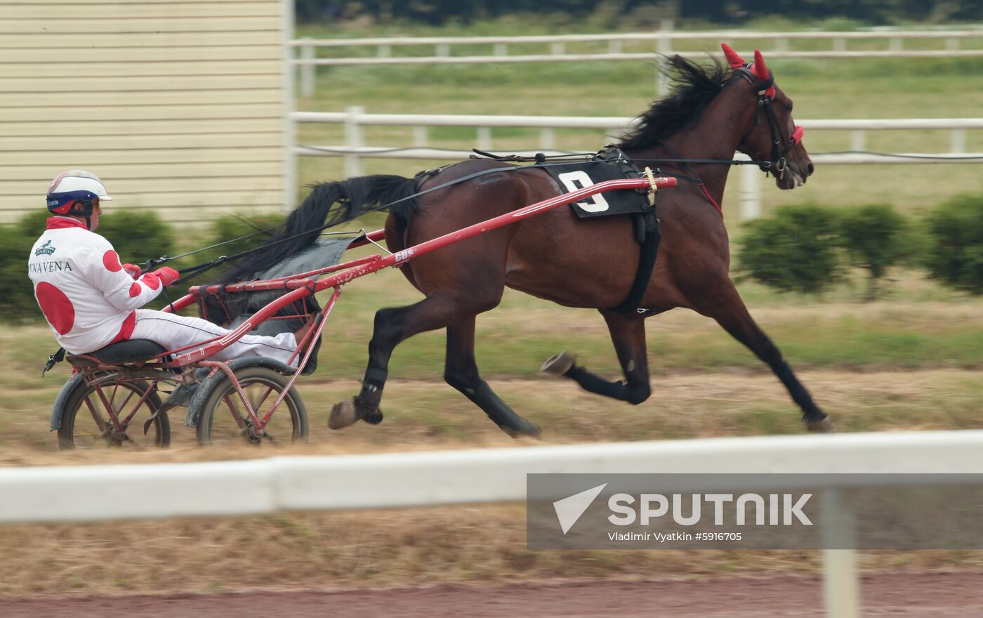 Russia Horse Race