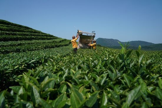 Russia Tea Production