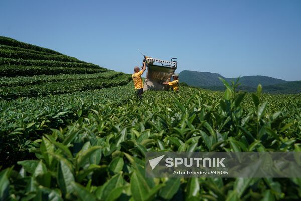 Russia Tea Production