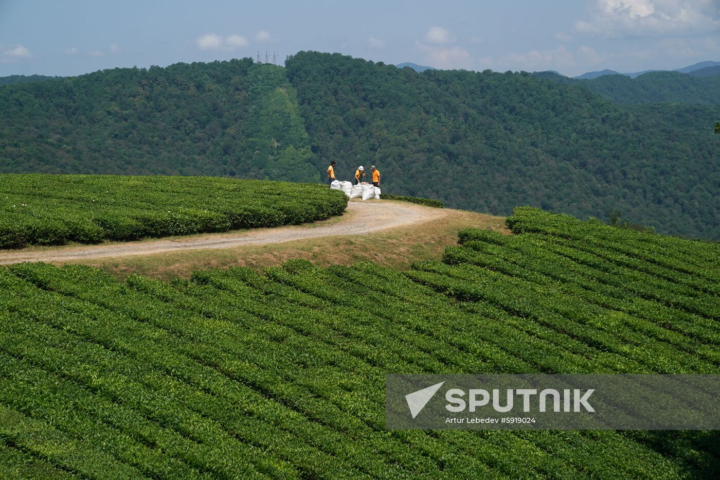 Russia Tea Production