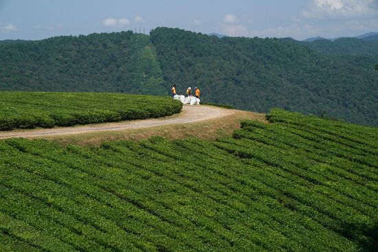 Russia Tea Production