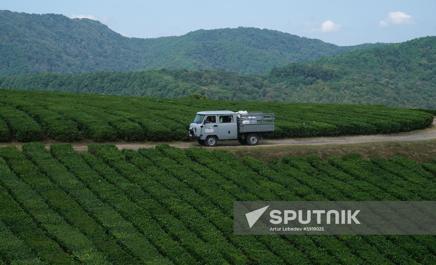 Russia Tea Production