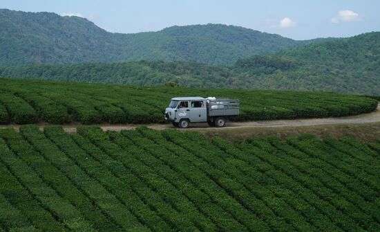 Russia Tea Production
