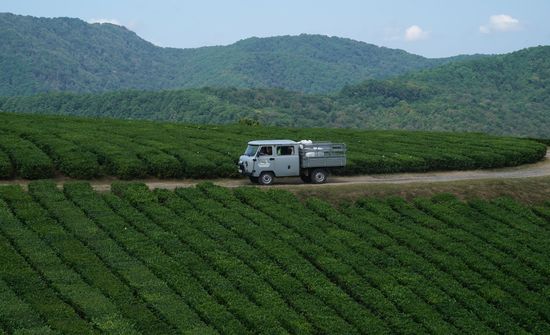 Russia Tea Production
