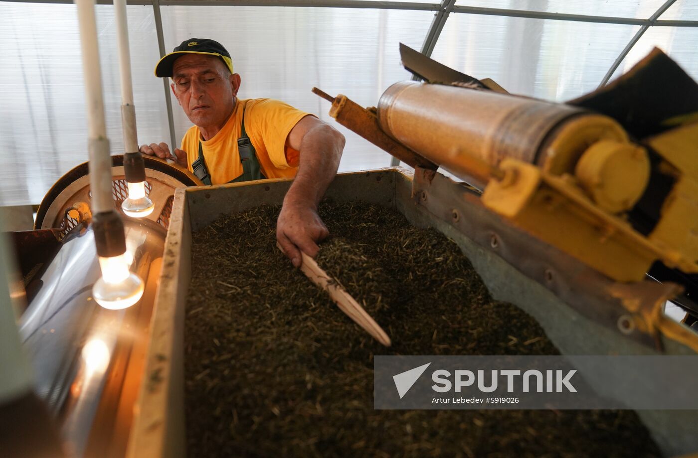 Russia Tea Production