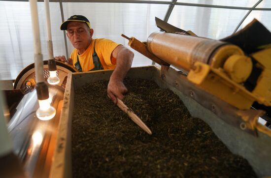 Russia Tea Production