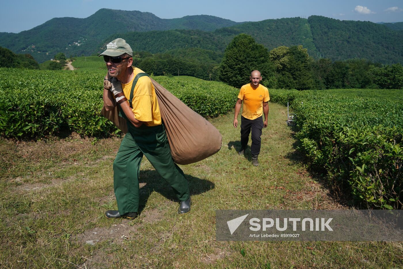 Russia Tea Production