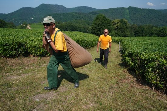 Russia Tea Production