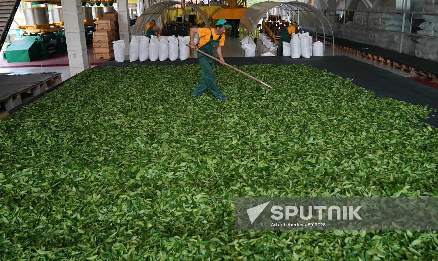 Russia Tea Production