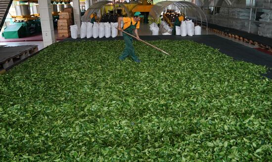 Russia Tea Production