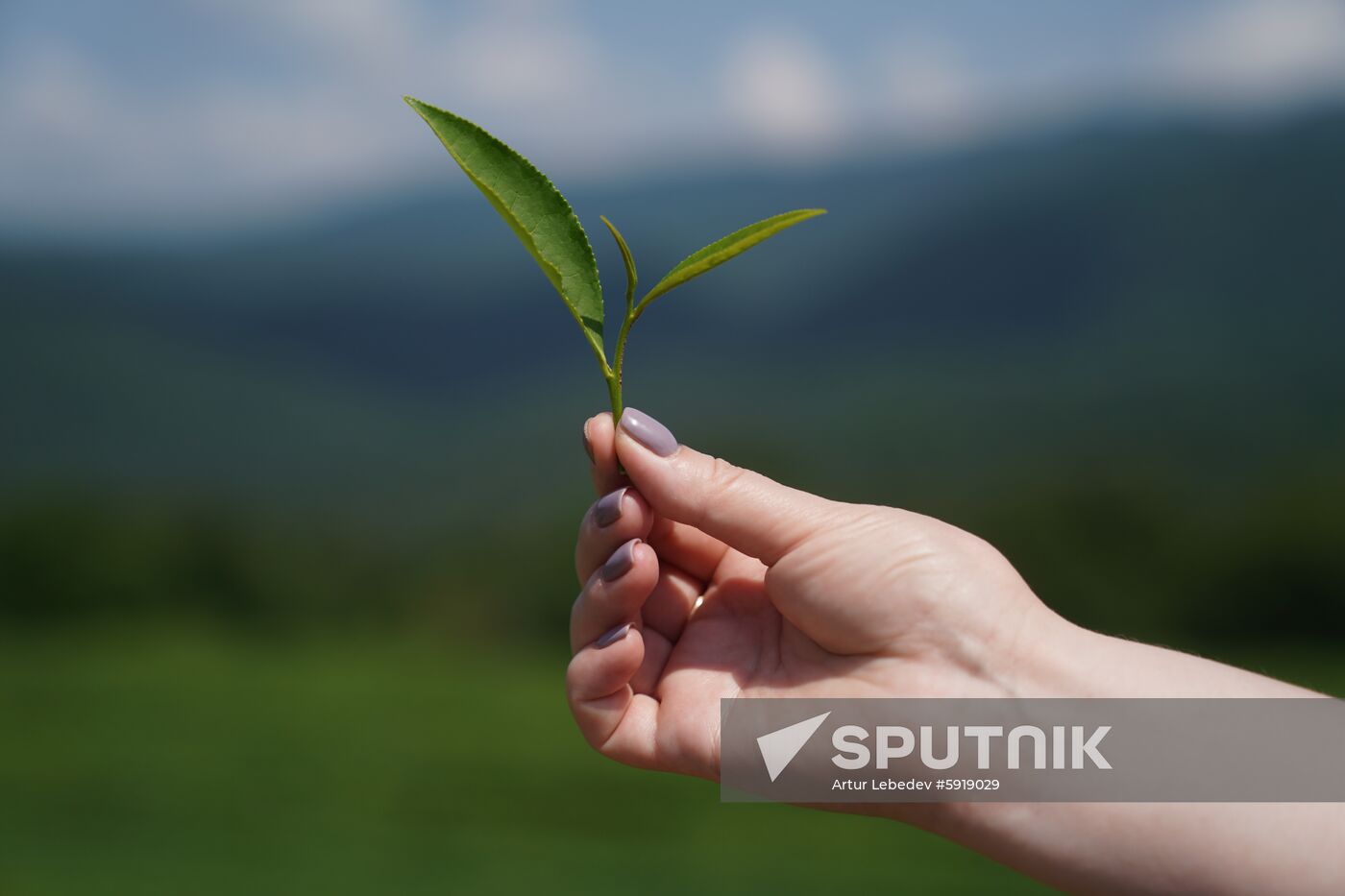 Russia Tea Production