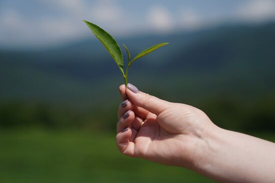 Russia Tea Production