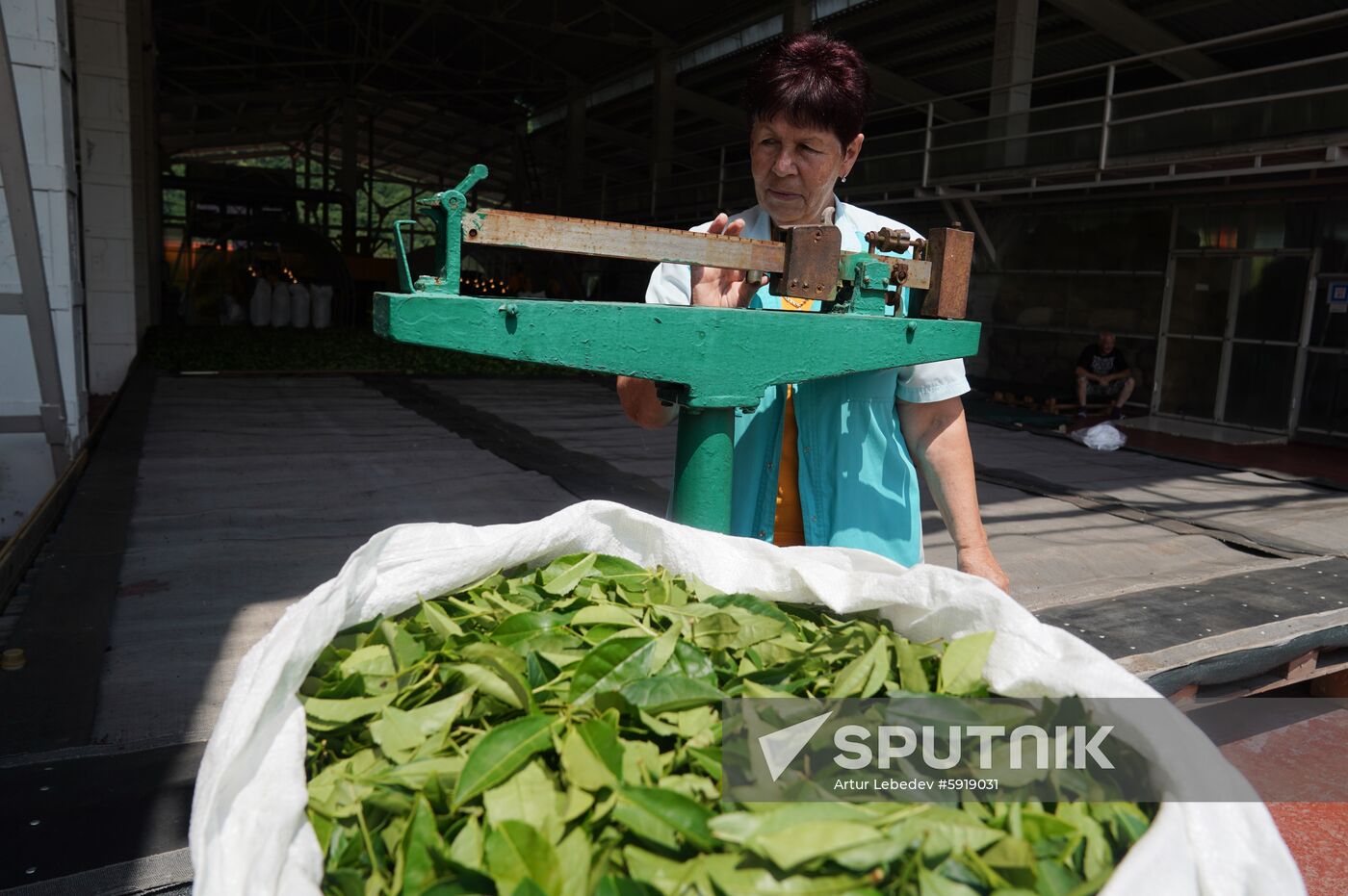 Russia Tea Production