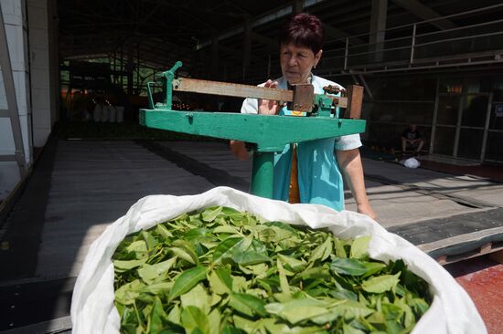 Russia Tea Production