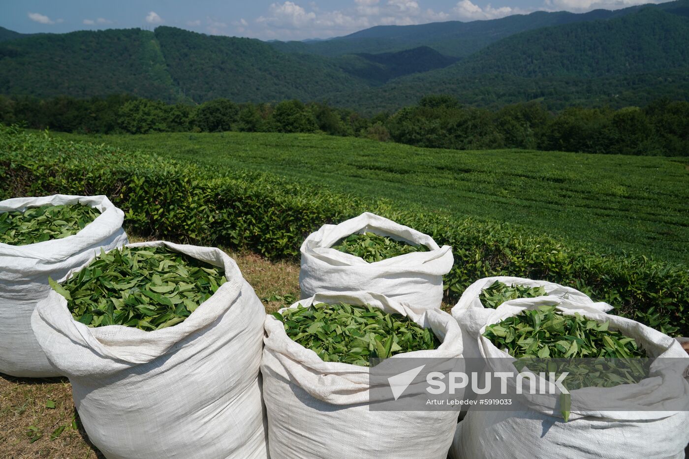 Russia Tea Production