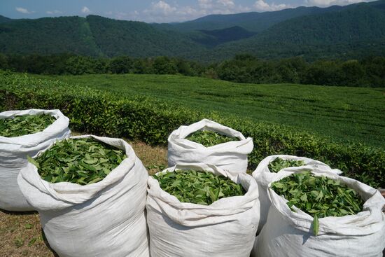 Russia Tea Production