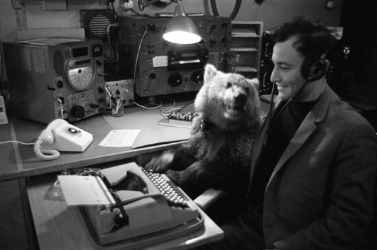 Bear cub aboard Alexander Pushkin cruise liner