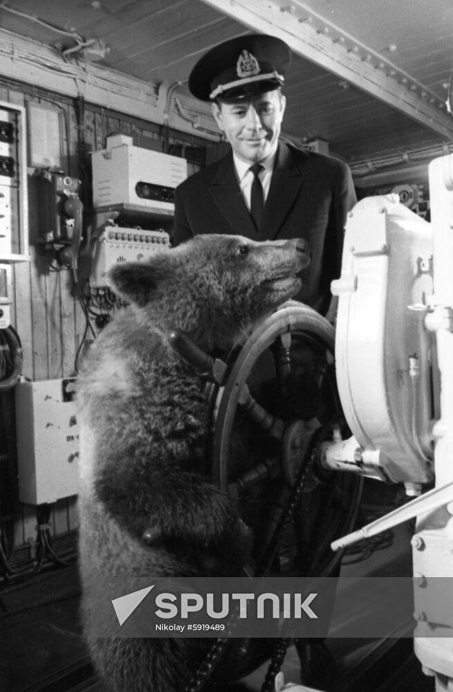 Bear cub aboard Alexander Pushkin cruise liner