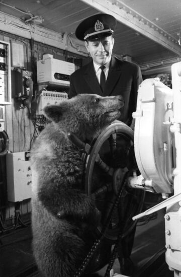 Bear cub aboard Alexander Pushkin cruise liner