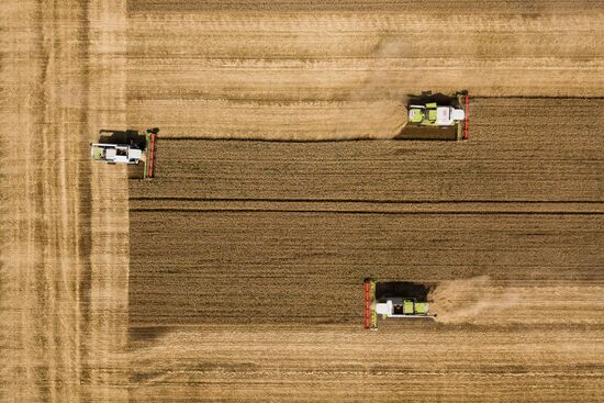 Russia Wheat Harvest 