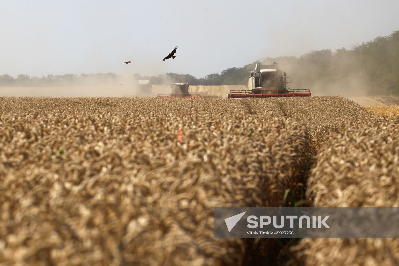 Russia Wheat Harvest 