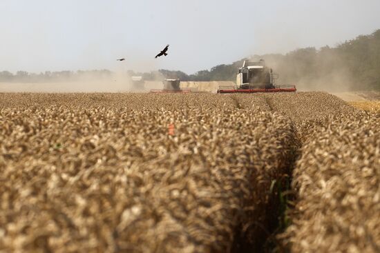Russia Wheat Harvest 