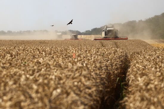 Russia Wheat Harvest 