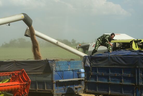 Russia Wheat Harvest 