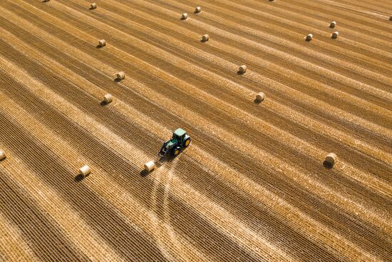 Russia Wheat Harvest 