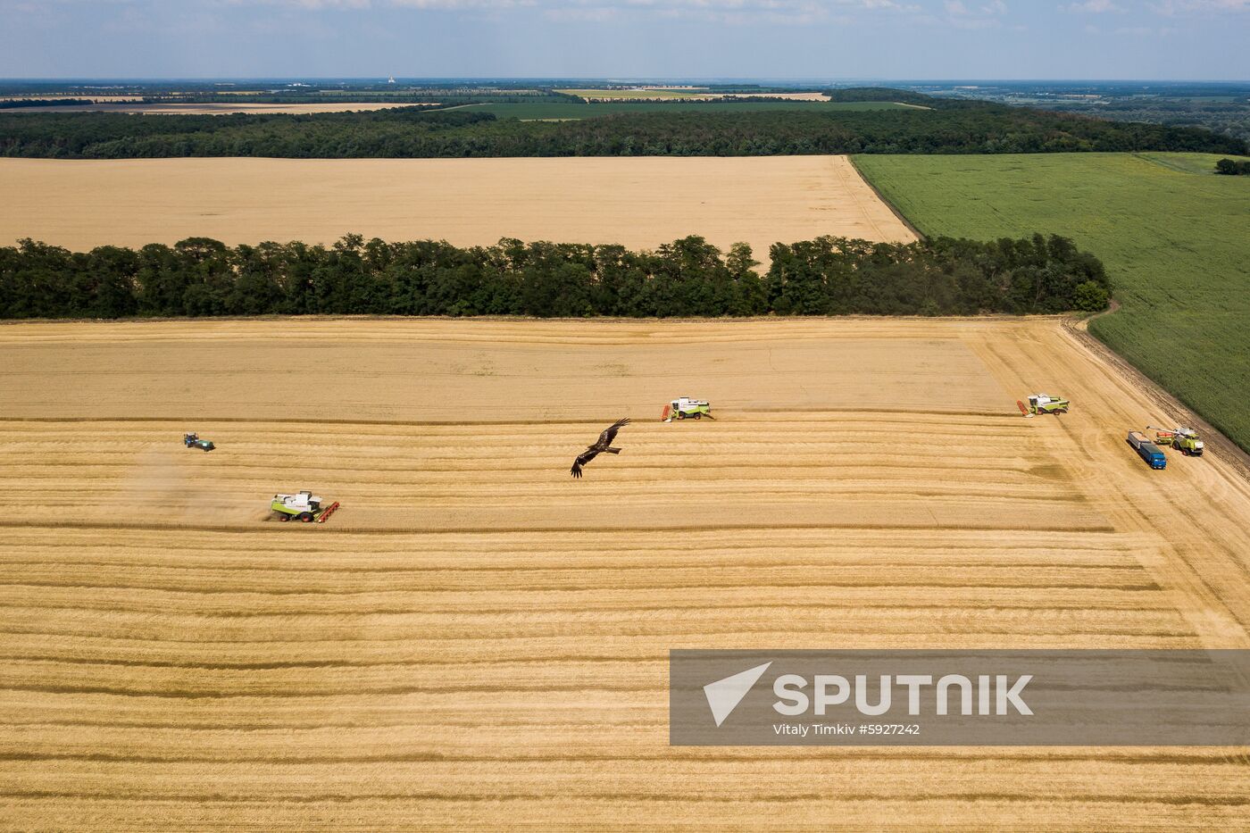 Russia Wheat Harvest 